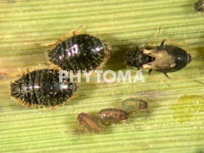 Sipha maydis